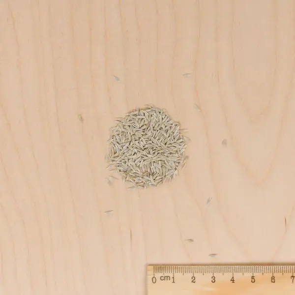 Potagères - Laitue Sucrette (type Sucrine) - MEDIA_3D